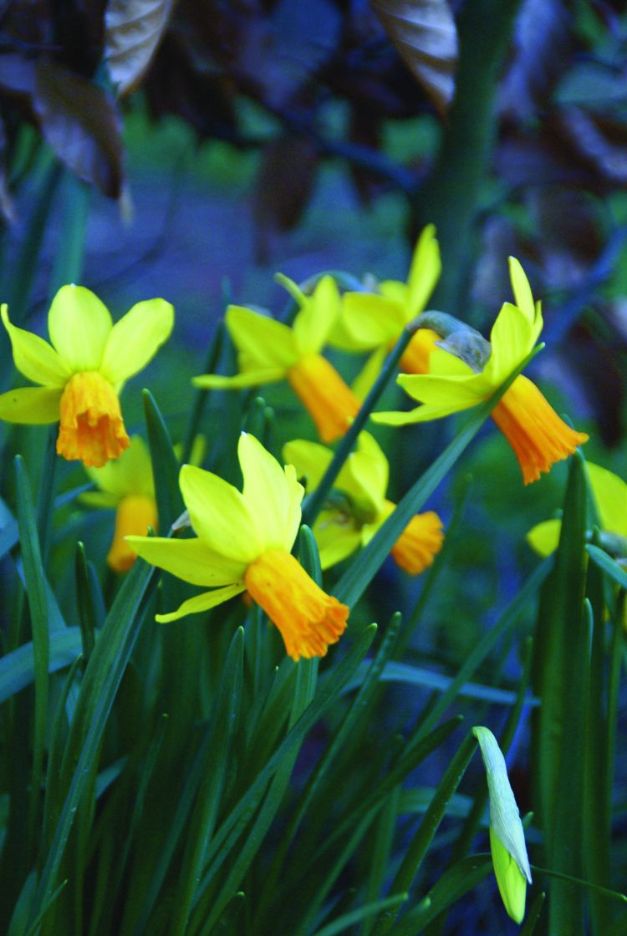 Narcis Jetfire